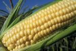 Incorporating bacterial genes, which produce their own insecticide into corn plants. Bt corn contains a gene from the bacterium Bacillus thuringiensis.