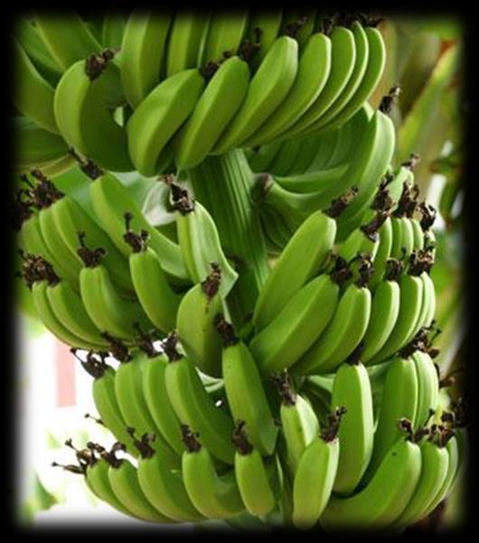 Banana Vaccine: bananas that contain a vaccine for hepatitis B and cholera.
