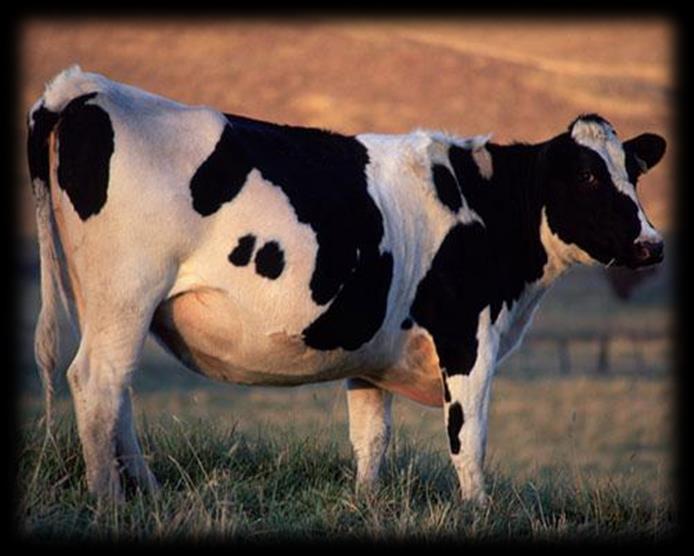 Less-flatulent cows Methane is a major contributor to the greenhouse effect, so