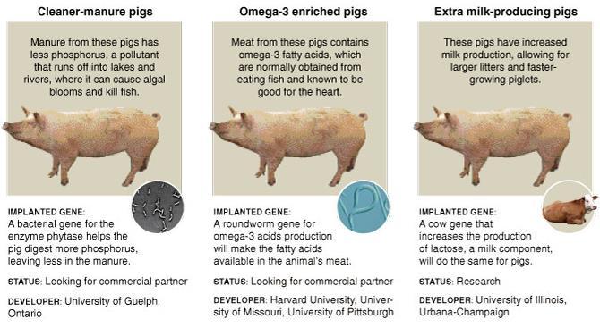 Pigs that can produce less phosphorus,
