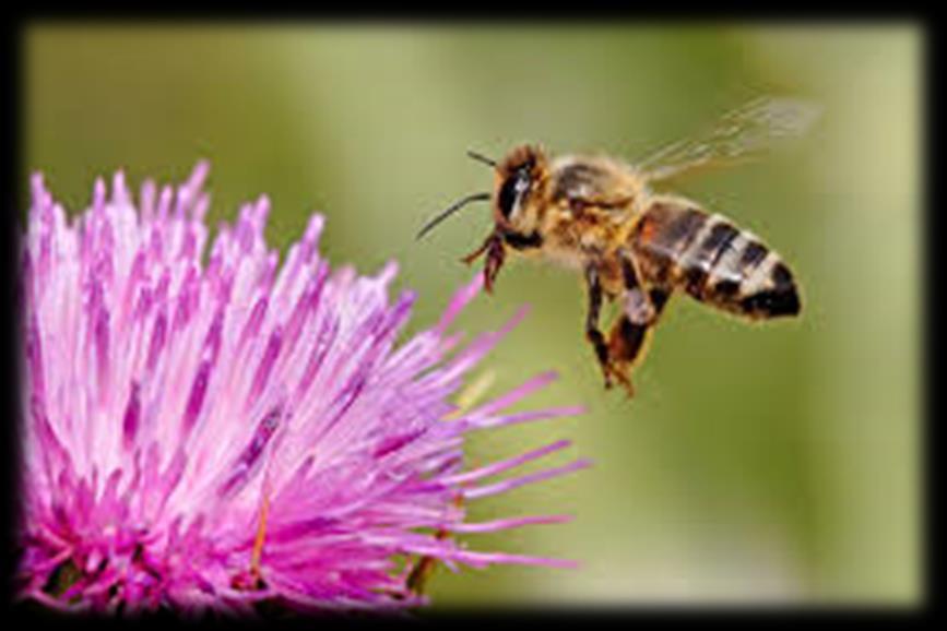 beneficial insects Bees, which we rely upon to pollinate all of