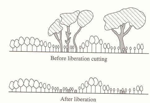 Liberation Cuts Similar to Cleaning (not past sapling