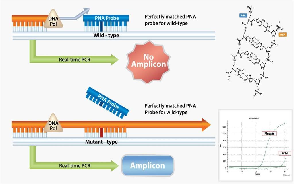 PRINCIPLES AND OVERVIEW The PNAClamp Mutation Detection Kit is based on peptide nucleic acid (PNA)-mediated real-time PCR clamping technology.