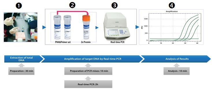 PROCEDURES Figure 2. Workflow of the PNAClamp Mutation Detection Kit 1. DNA preparation Specimen collection and DNA extraction reagents are not included in the kit and should be provided by the user.