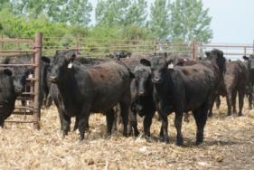Select Low Choice Upper Choice Use registered Angus bulls Select