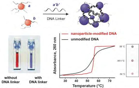 Optical Detection: DNA-coated Au particles Mirkin