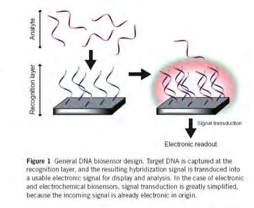 DNA-based Sensors Nearly all DNA sensors use immobilized nucleic acids ssdna (8-70 bases) for genetic analysis dsdna for protein &