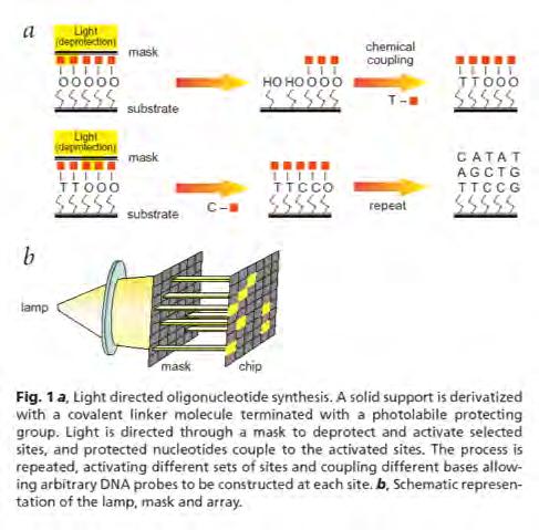 More on DNA microarrays Light-directed synthesis: