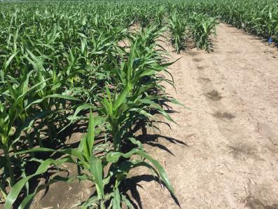 Opportunity To Extend Leadership in Corn With Multi- Generations of iotech Weed Control Solutions Monsanto s corn traits today are on >100M acres; opportunity to deliver increased value to growers