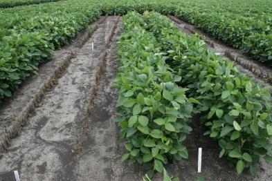 Opportunity To Extend Leadership in Soy With Multi- Generations of iotech Weed Control Solutions Monsanto s soy traits today are on >200M acres; opportunity to deliver increased value to growers with