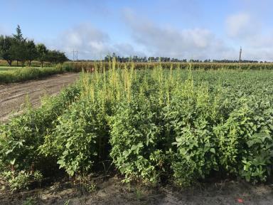 5 3 RD GEN WEED CONTROL SYSTEM Component of the Roundup Ready Xtend Crop System, expect enhanced flexibility with an additional herbicide option Field trials demonstrate tolerance to glyphosate,