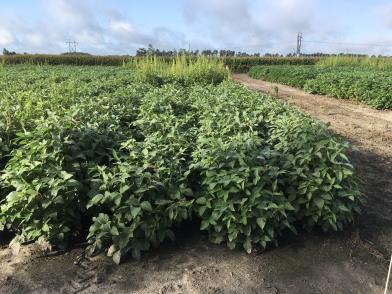 enhanced flexibility with combined herbicides Field trials demonstrate tolerance to glyphosate, dicamba, glufosinate, HPPD and another mode-of-action Multiple gene vector strategy designed to improve