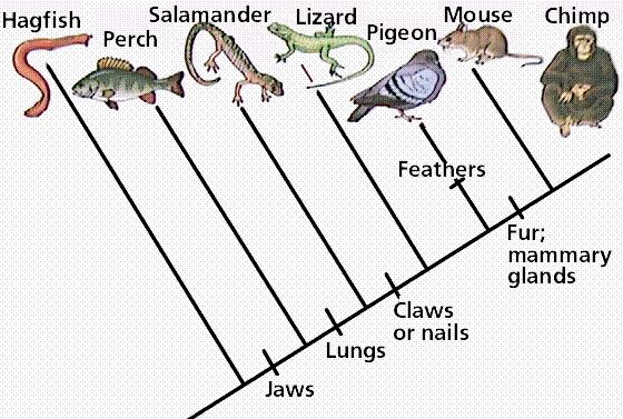9. Cladogram #2 1. What animal does not have jaws? 2. Which animals have lungs? 3. Which of the following groups, taken by themselves, do NOT form a clade? a. Pigeon, Mouse, and Chimp b.