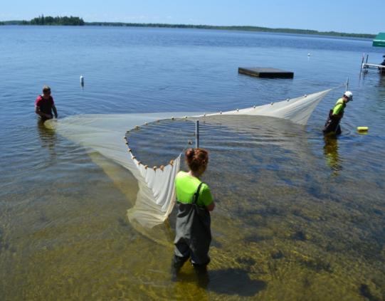 SEINE NETTING Seine netting by hand is a way of sampling fish species that may live or visit the near shore areas of a waterbody.
