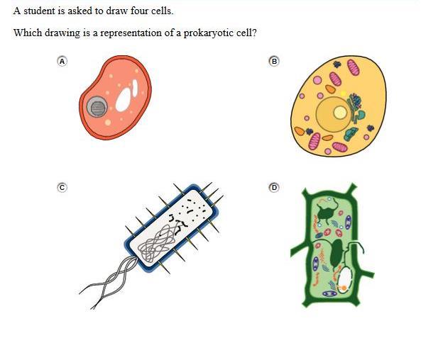 Question 10 16331 Points Possible: 1 See Alignment for more detail. Scoring Guidelines Rationale for Option A: This is incorrect. This diagram is representative of a cell from a fungus.