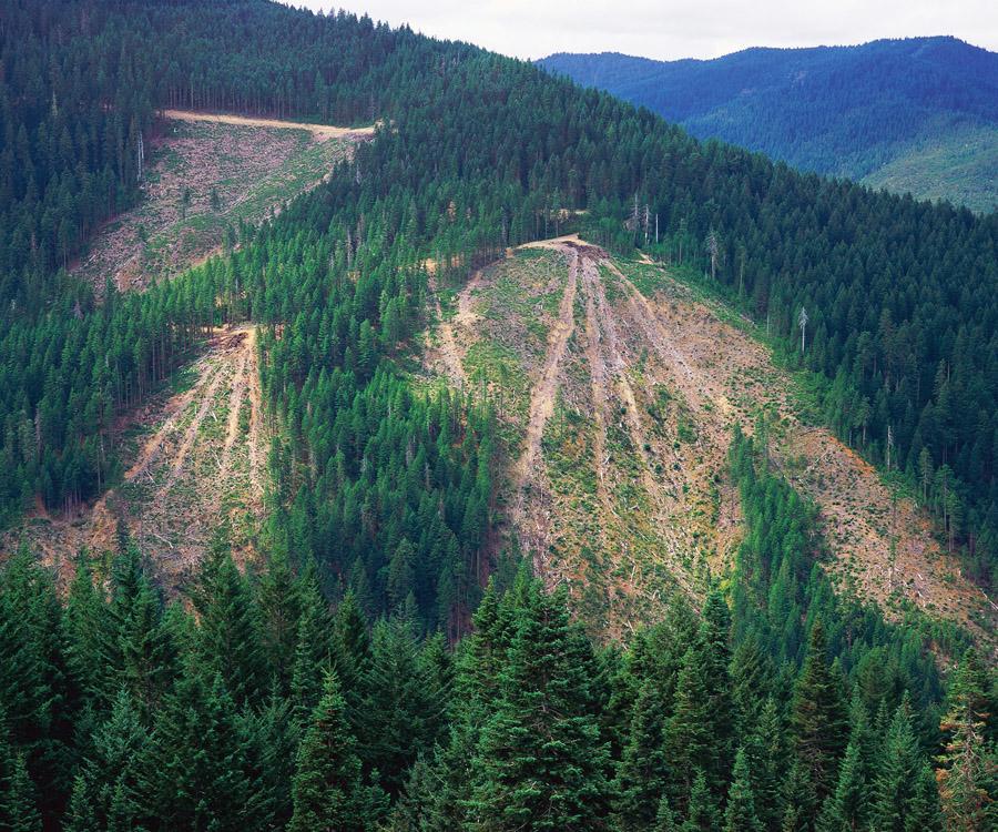 Introduction to Forest Harvesting and Management Trees are harvested primarily in four ways: clear-cutting strip-cutting selective cutting shelter-wood cutting Figure 12.