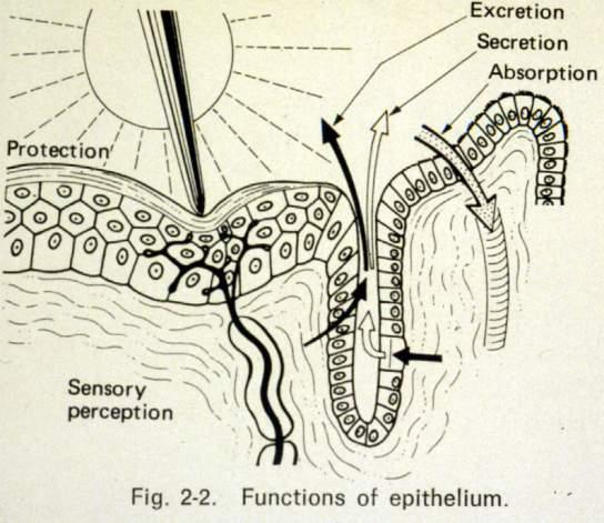EPITHELIA ARE SPECIALIZED FOR FUNCTIONS ABSORPTION - INTESTINE SECRETION - PANCREAS TRANSPORT - EYE, ENDOTHELIUM IN VESSELS EXCRETION - KIDNEY