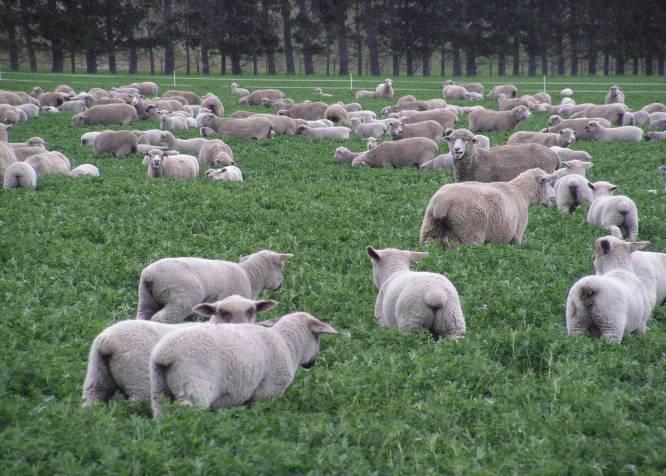 For dryland systems, where lucerne makes up a high (>20%) proportion of farm cover, early spring grazing is required.