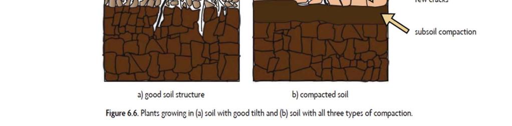 Water and gas exchange Root penetration/root