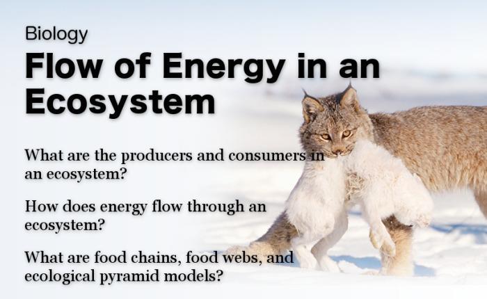 Energy in an Ecosystem Models of Energy Flow MiniLab: Construct a Food Web Assessment 4 Reading Preview Essential Questions What are the