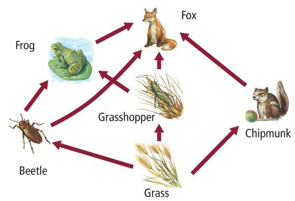 Use the illustration below to answer questions 13 and 14. 13. What does the illustration represent? A. a food web B. a food chain C. an ecological pyram D.