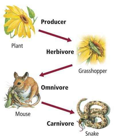 Figure 3 A food chain is a simplified model representing the transfer of energy from organism to organism.