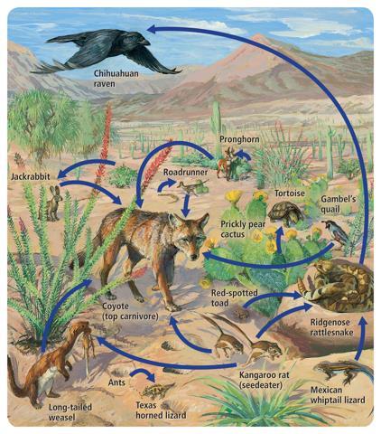 Figure 4 A food web is a model of the many ways in which energy flows through organisms Ecological pyramids Another model that ecologists use to show how energy flows through ecosystems is the