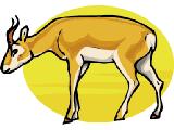 Deer: Predation or Starvation Introduction: In 1970 the deer population of an island forest reserve about 518 square kilometers in size was about 2000 animals.