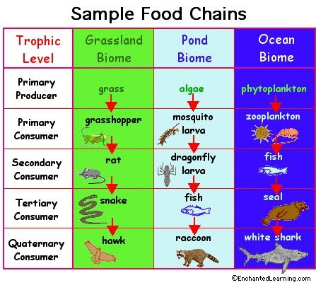 Energy flows through the ecosystem in ONE DIRECTION. It flows from the sun or inorganic compounds to the producers. The consumers then eat the producers. A food chain is a sequence of who eats whom.