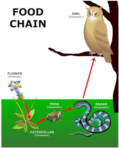 Who Eats Who Food chain- straight line sequence shows