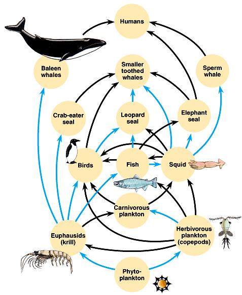 Food webs Food chains are linked together into food webs