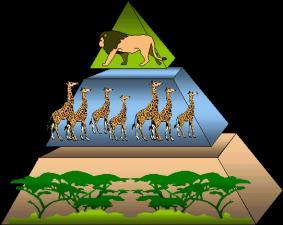 Biomass Pyramid Biomass Pyramids show the total amount of living tissue