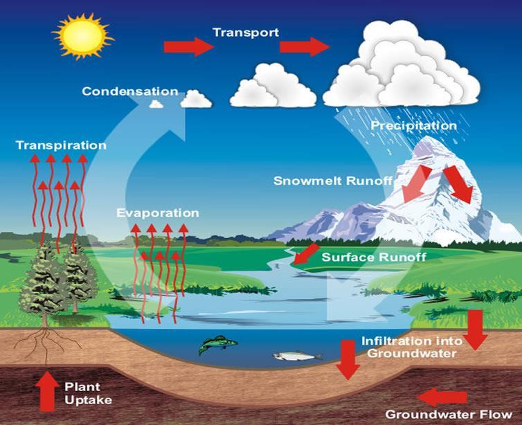 Water Cycle Terminology Water vapor- gaseous form of water in atmosphere Evaporation- liquid water from bodies of water becomes gas returned to atmosphere.