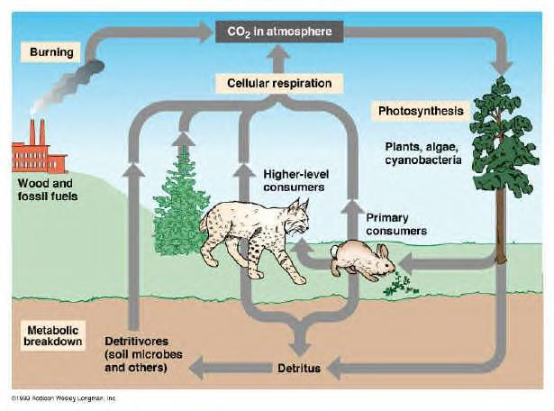 Carbon Cycle Why is the carbon cycle important? Organic macromolecules -energy for living organisms (carbohydrates), cell membranes (lipids), DNA/RNA, and proteins.