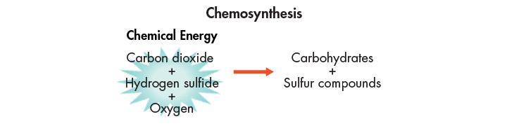 Photosynthesis v. chemosynthesis Consumers Heterotrophs (consumers) rely on other organisms for their energy and food.