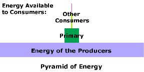 Ecological pyramids- used by ecologists to model the amount of energy or matter in an ecosystem. Three types of ecological pyramids: energy, biomass, and numbers.