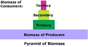 Pyramid of Biomass- The total amount of living tissue within a given