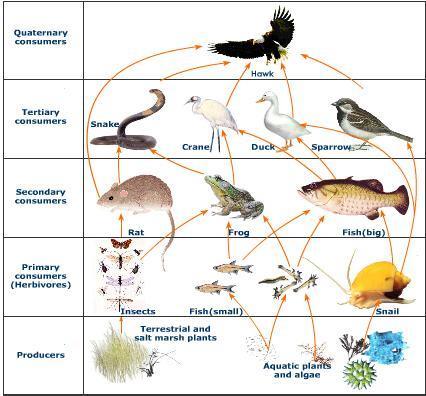 Interactions within the biosphere produce a web of interdependence between organisms and the environments in which they