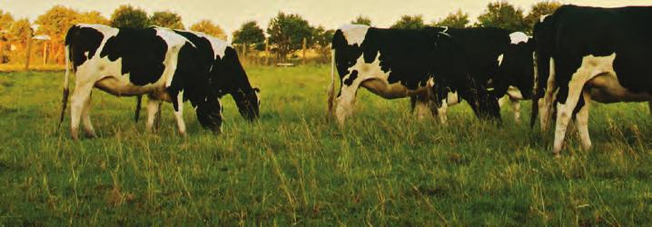 In the expanding southeast dairy area, pasture growth relies on use of spray irrigation.