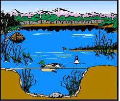 Healthy Aquatic Ecosystems Aquatic ecosystems include our rivers, lakes, streams, wetlands and the groundwater systems that connect