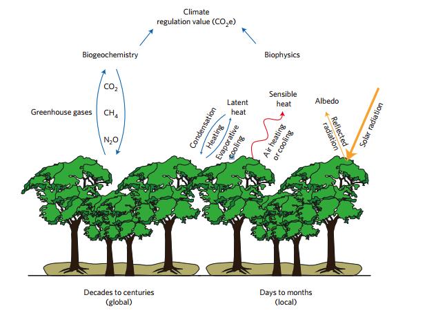 Figure 1. Schematic diagram illustrating how ecosystems influence climate through both biogeochemical and biophysical mechanisms.