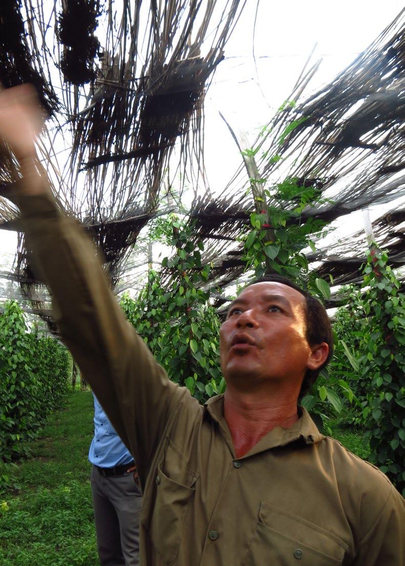 Sustainable Pepper Farming Binh Phuoc province, Vietnam In 2013 Nedspice began a two-year pilot project to help develop the sustainable pepper supply chain in the Binh Phuoc province, Vietnam.