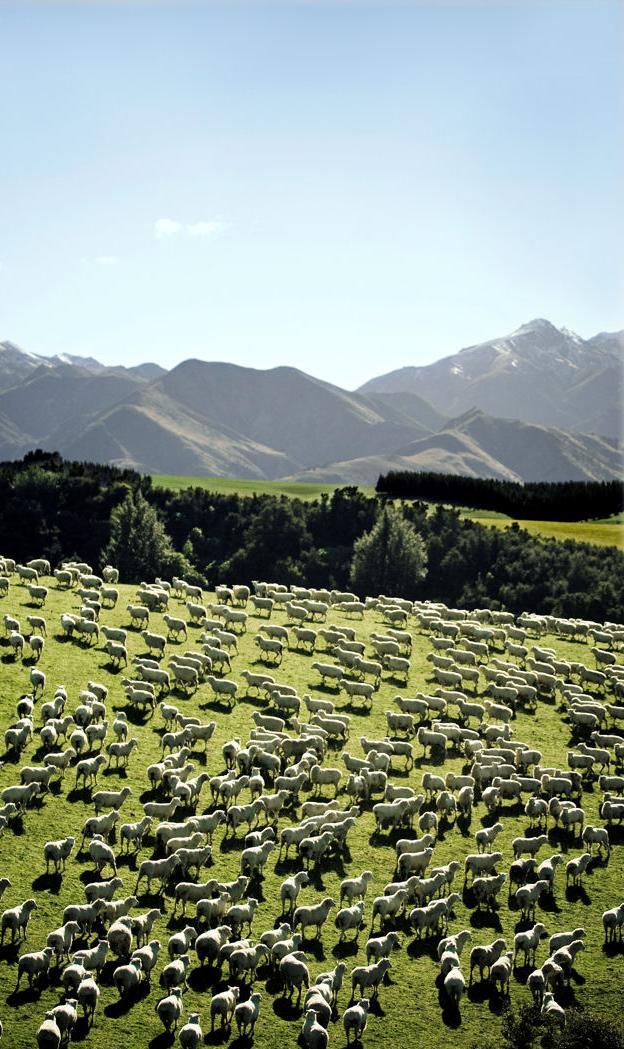 Features of NZ sheep farming simple farm systems (mixed sheep & beef) - average > 4000 sheep equivalents permanent perennial grass/clover pastures reliance on clover-n with little