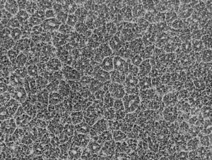 After the 7 day induction, NSCs were re-plated on Matrigel-coated coverslips for immunostaining.
