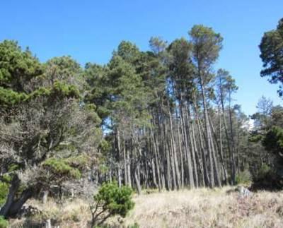 Forests types with Bishop Pine Bishop Shore Pine (immediate coast) Bishop- Doug Fir (on