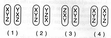 Which chromosome pair below best illustrates the gene-chromosome theory? 1. 1 2. 2 3. 3 4. 4 Which nitrogenous bases make up DN nucleotides? 1. adenine, thymine, guanine, and cytosine 2.