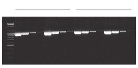 AccuPower PCR PreMix and the competing products (solution type s master mix) are incubated at 95 C with various times. Sensitivity test was operated using serial diluted human genomic DNA.