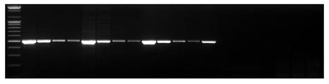 AccuPower Taq PCR PreMix Supplier I M 1 2 3 4 1 2 3 4 Supplier S 1 2 3 4 Supplier Q 1 2 3 4 Supplier T 1 2 3 4 Figure 2.