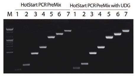 AccuPower HotStart PCR PreMix (with UDG) Experimental Data Figure 2. Comparison of specificity between AccuPower HotStart PCR PreMix and HotStart PCR PreMix (with UDG).