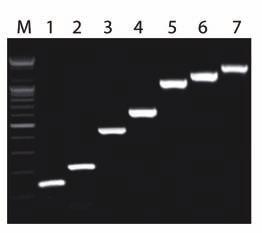 Lane 1: 100 ng DNA PrP primer set (500 bp) Lane 2: 10 ng DNA PrP primer set (500 bp) Lane 3: 100 ng DNA PrP primer set (705 bp) Lane 4: 10 ng DNA PrP primer set (705 bp) Lane M: 100 bp DNA Ladder